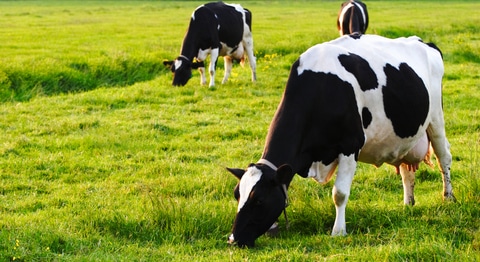 Is it healthier to drink milk from grass-fed cows?