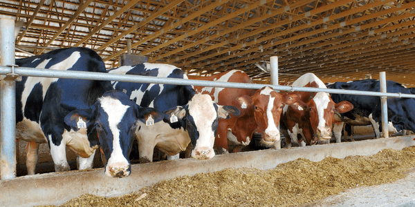 5 Reasons Dairy Farming Community Gives Thanks
