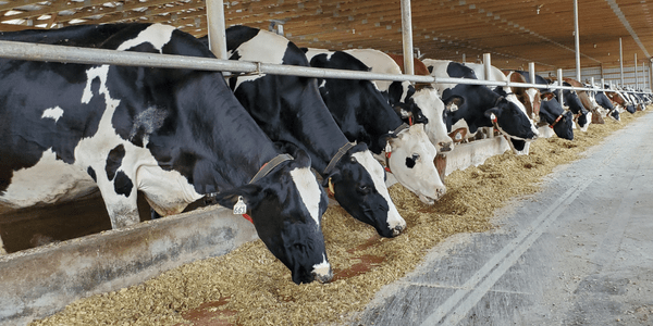 A long line of cows eating inside a barn.