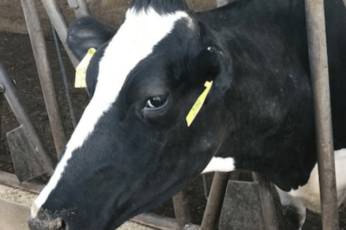 Registered Dietitians on the MOO-VE in Virginia