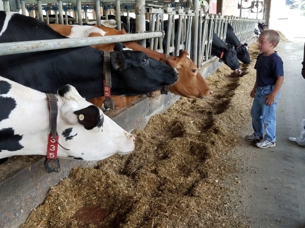 The Tech Trends on Dairy Farms