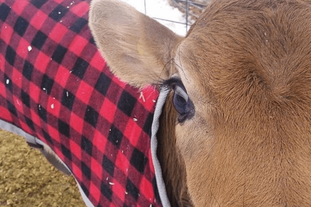 4 Ways Farmers Keep Calves Warm & Cozy