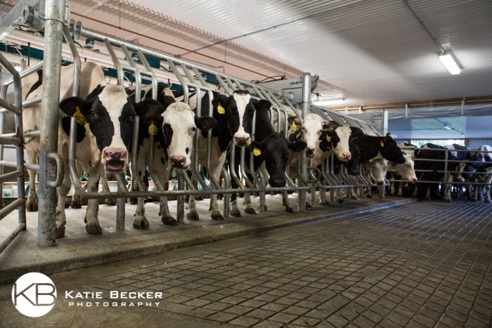 Not a Fan of the Dark? Neither are Cows
