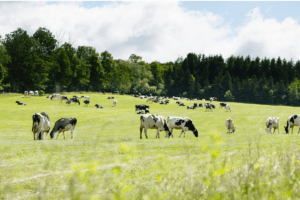 A herd of cattle grazing on a farm.