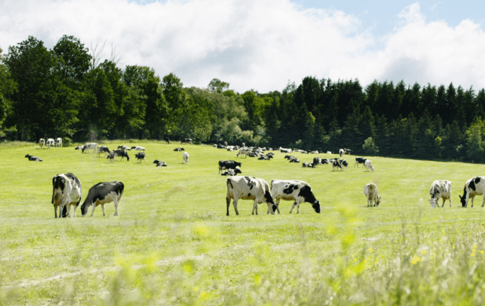 A herd of cattle grazing on a farm.