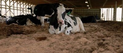 Cow Bedding Blog – 9