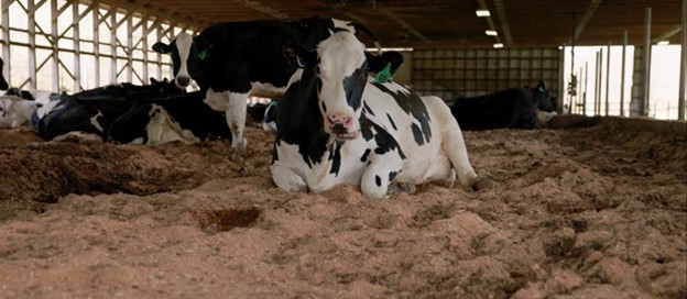 Cow Bedding Blog – 9