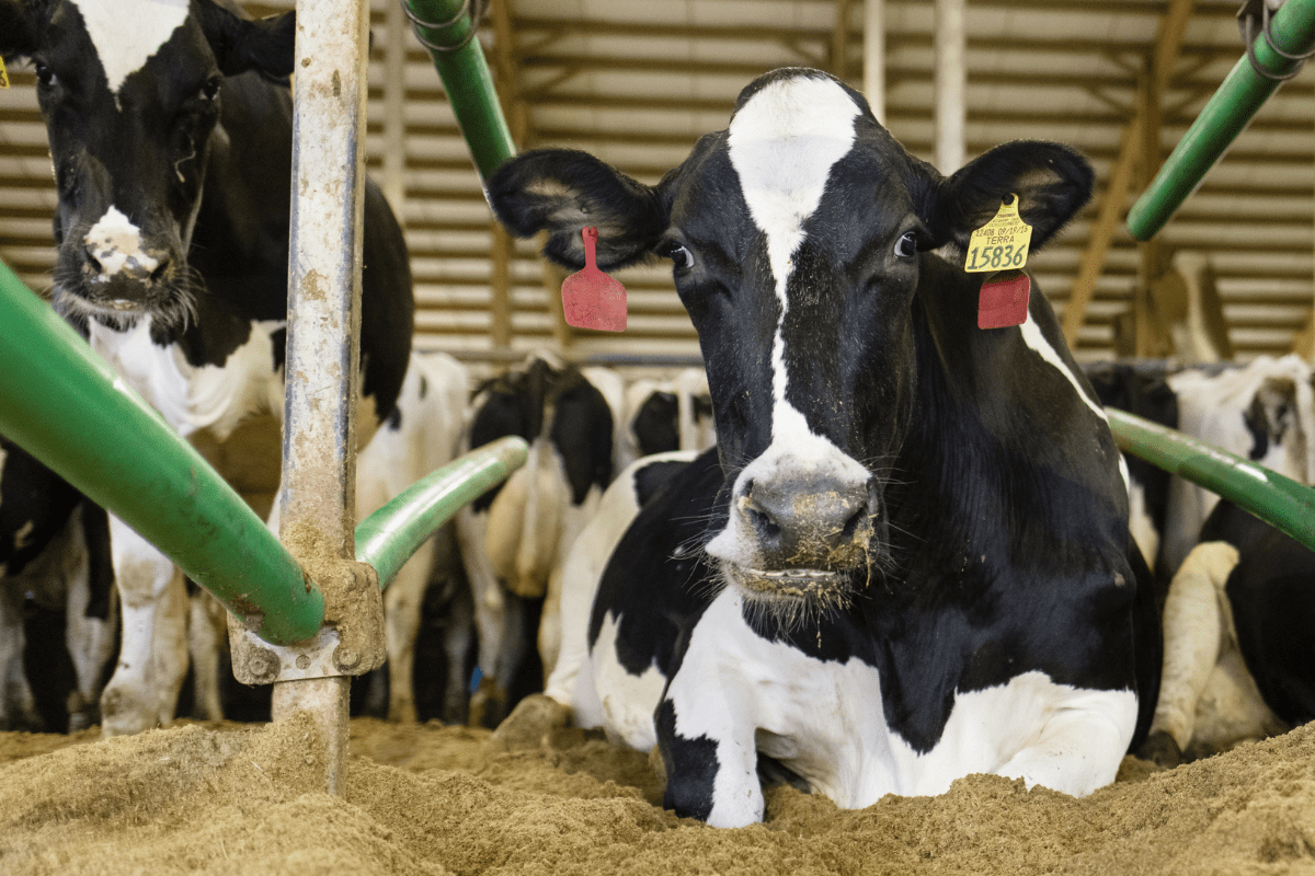 Bedding Choices That Keep Cows Comfortable