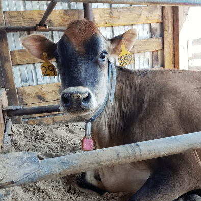 4 Recycled Bedding Options: Good for Cows & Environment