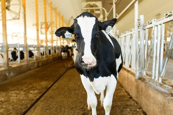 ‘The Best Defense is a Good Offense’ to Address Online Misinformation about the Dairy Industry