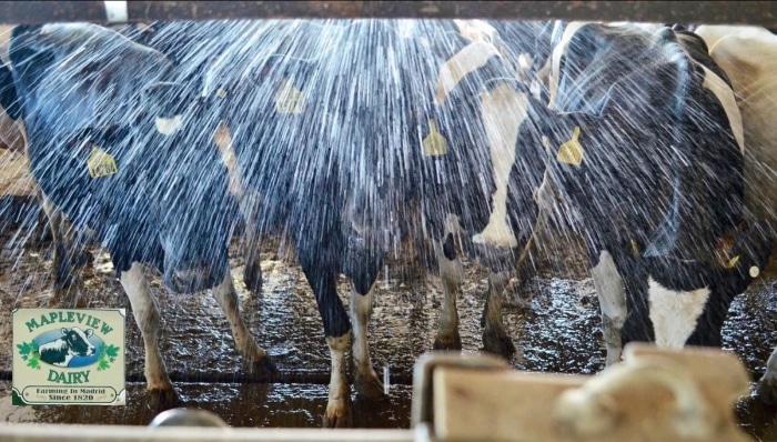 misters on dairy cows