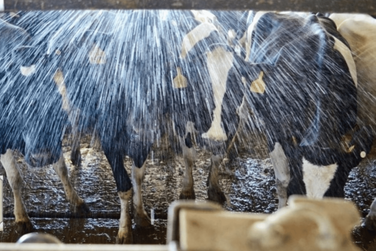 5 Ways Cows Chill in the Heat