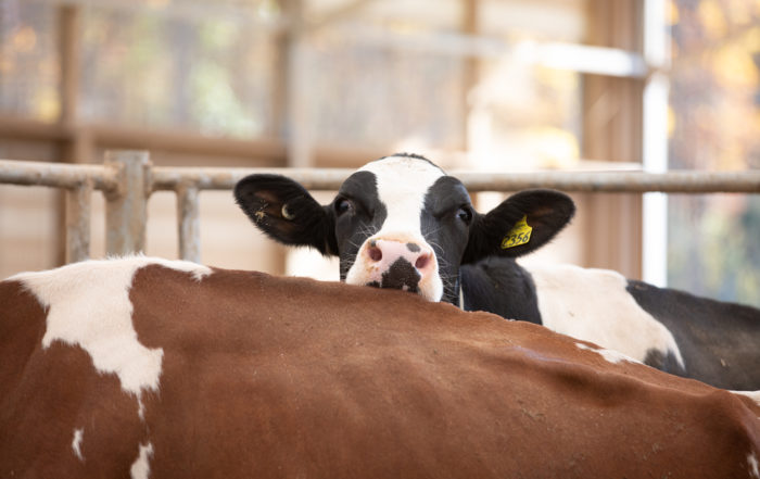 The head of a black and white cow looming above a brown cow.