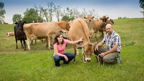 a couple with a jersey cow on pasture