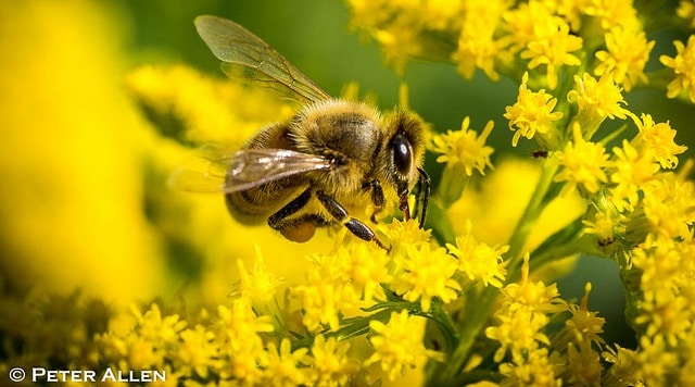 Dairy Farmers Fall for Honey Bees