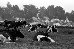 A black-and-white picture of cows sleeping on grass.