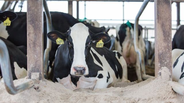 Meet the 2019 Dairying for Tomorrow Award Winners