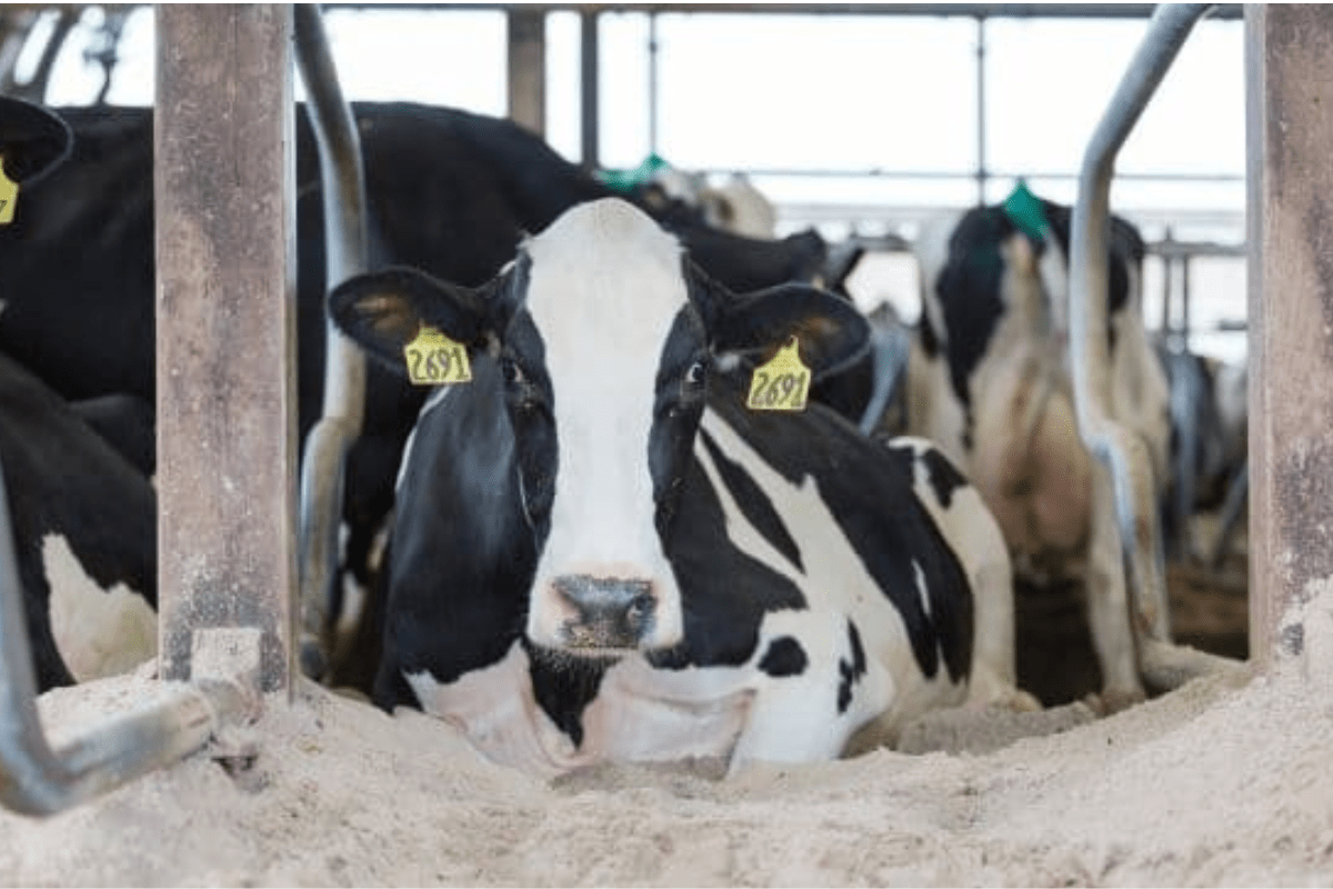 Meet the 2019 Dairying for Tomorrow Award Winners