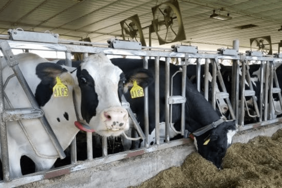Cows Milked at Their Leisure by Robots