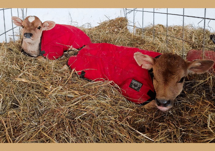 Keeping Cows Cozy in Winter
