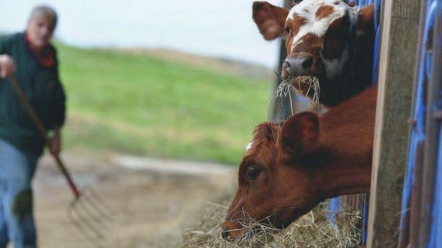 Empowered Women take Dairy Farms into the Future