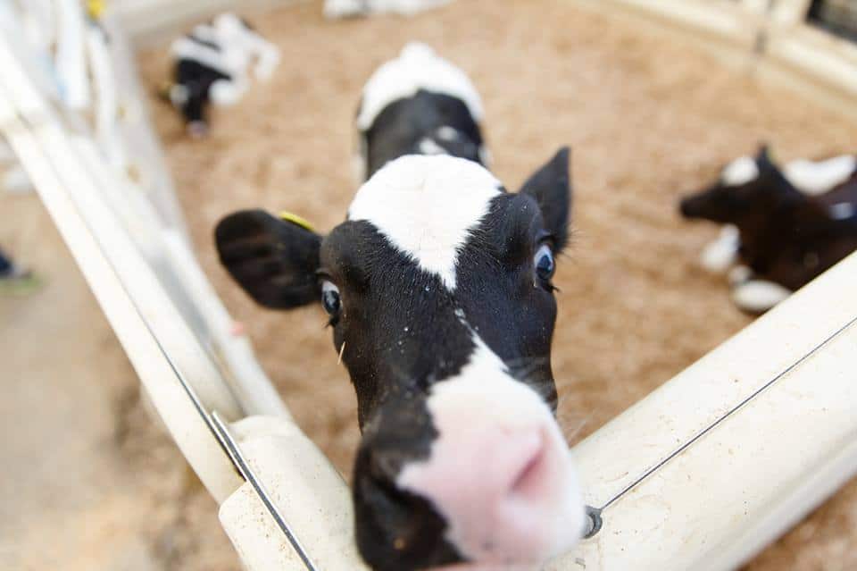 photo of a dairy calf