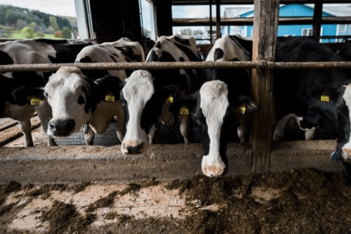 Dairy Farmers: Caring for Cows, Milk and Land