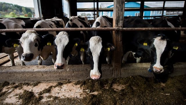 Dairy Farmers: Caring for Cows, Milk and Land
