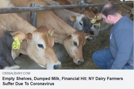 Local Dairy Farmers Conduct Media Interviews Related to Current Dairy Situation