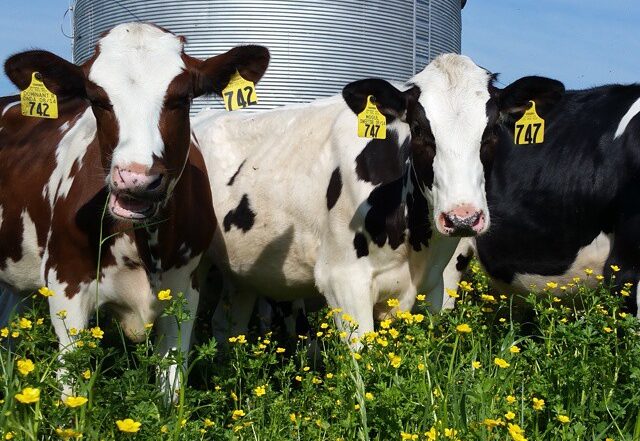 cows with flowers