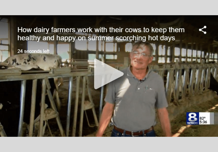 Shortsville Dairy Farmer Shares How to Keep Cows Cool During Heatwave