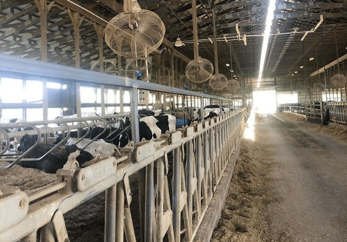 How Dairy Farmers Keep Cows Cool During Heatwaves