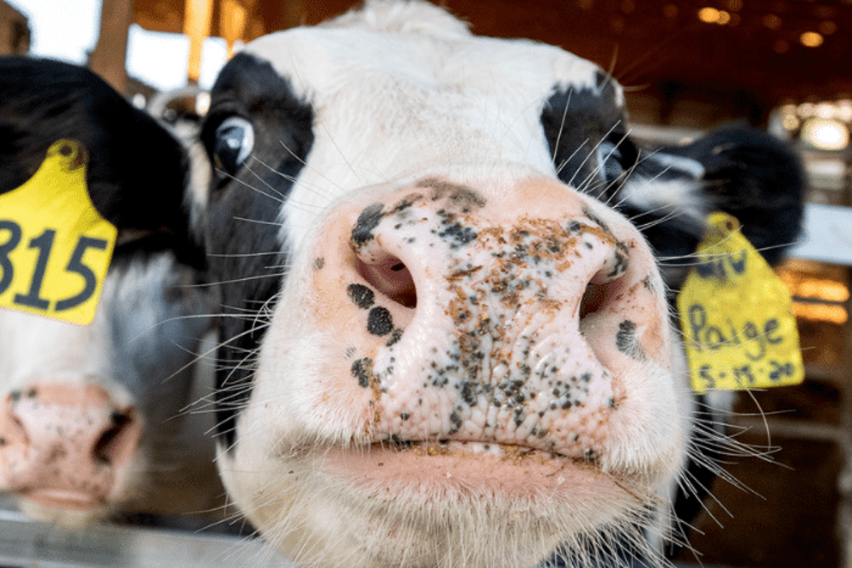 Meet the 2020 Dairying for Tomorrow Award Winners