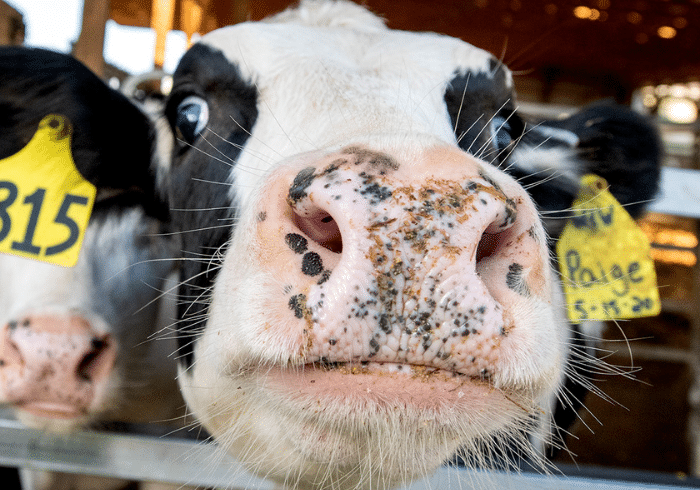 Meet the 2020 Dairying for Tomorrow Award Winners