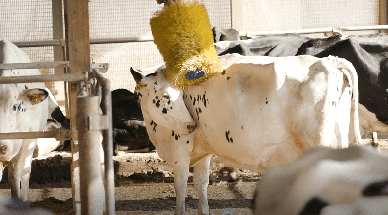 Fun on the Farm | Cow Care with Farmer Caroline