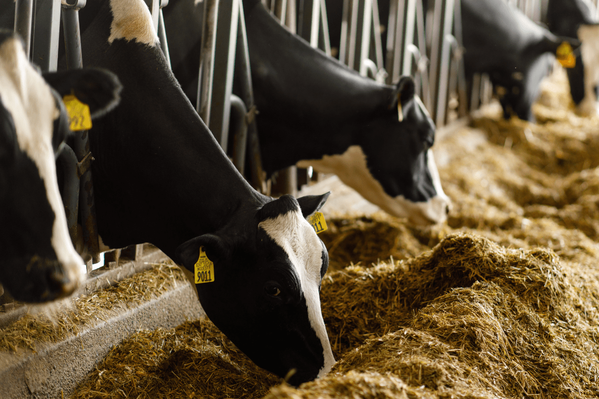 Cows Upcycle “Candy Meals” into Nutritious Milk