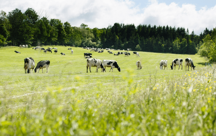 cows on pasture