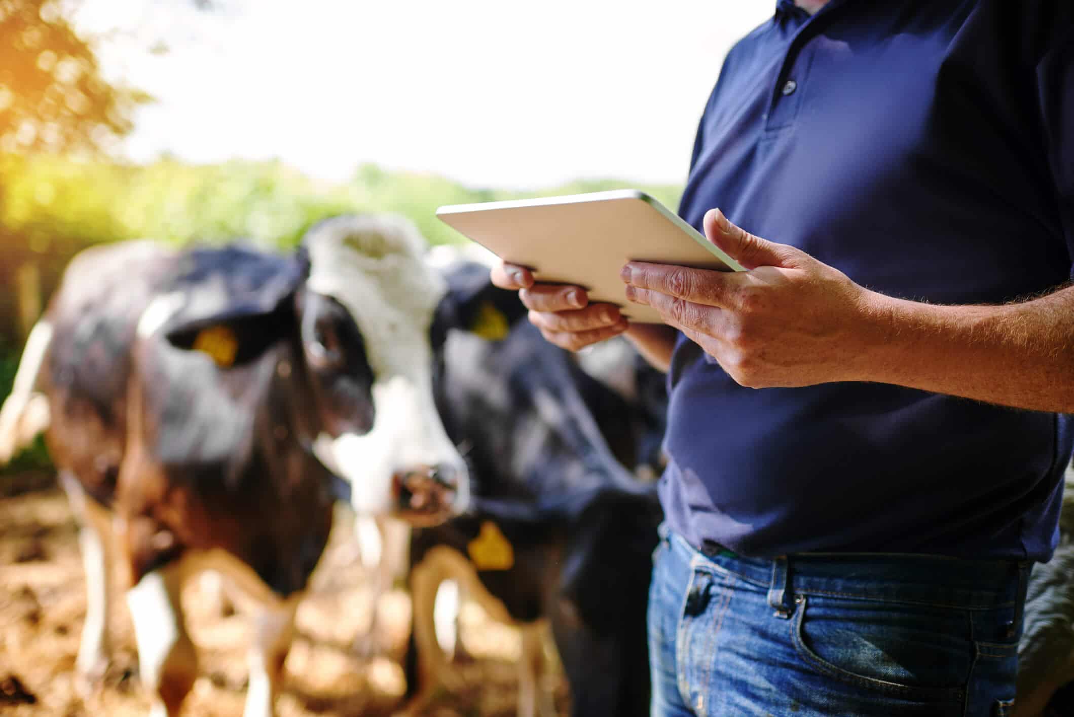 A dairy farmer with a tablet standing in front of cows on a farm.