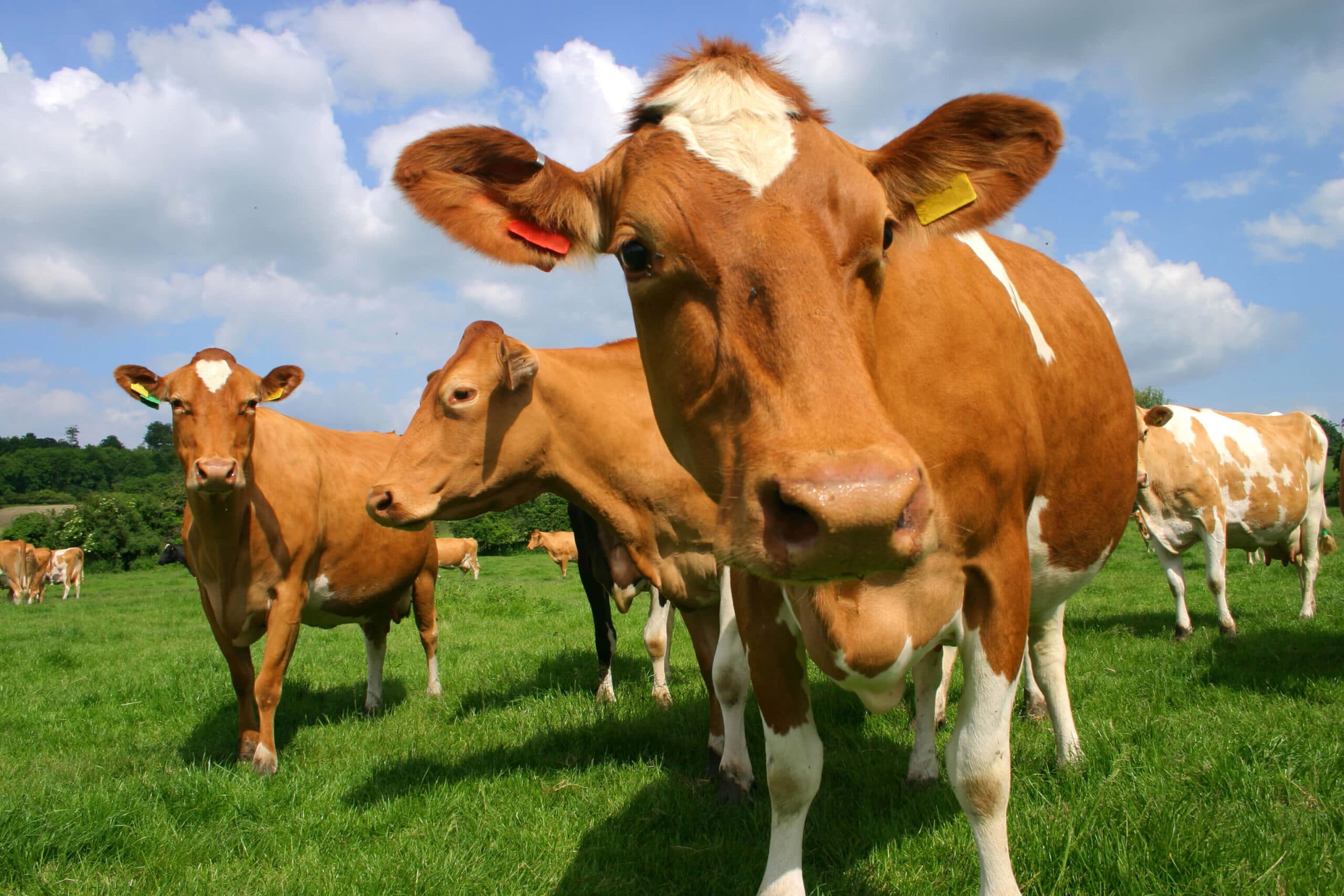 Brown cows standing in a field