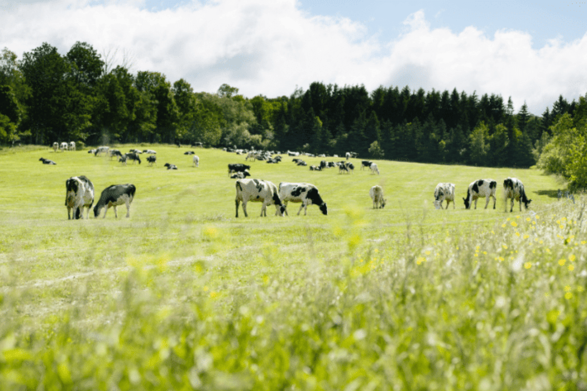 5 Conservation Practices on Dairy Farms
