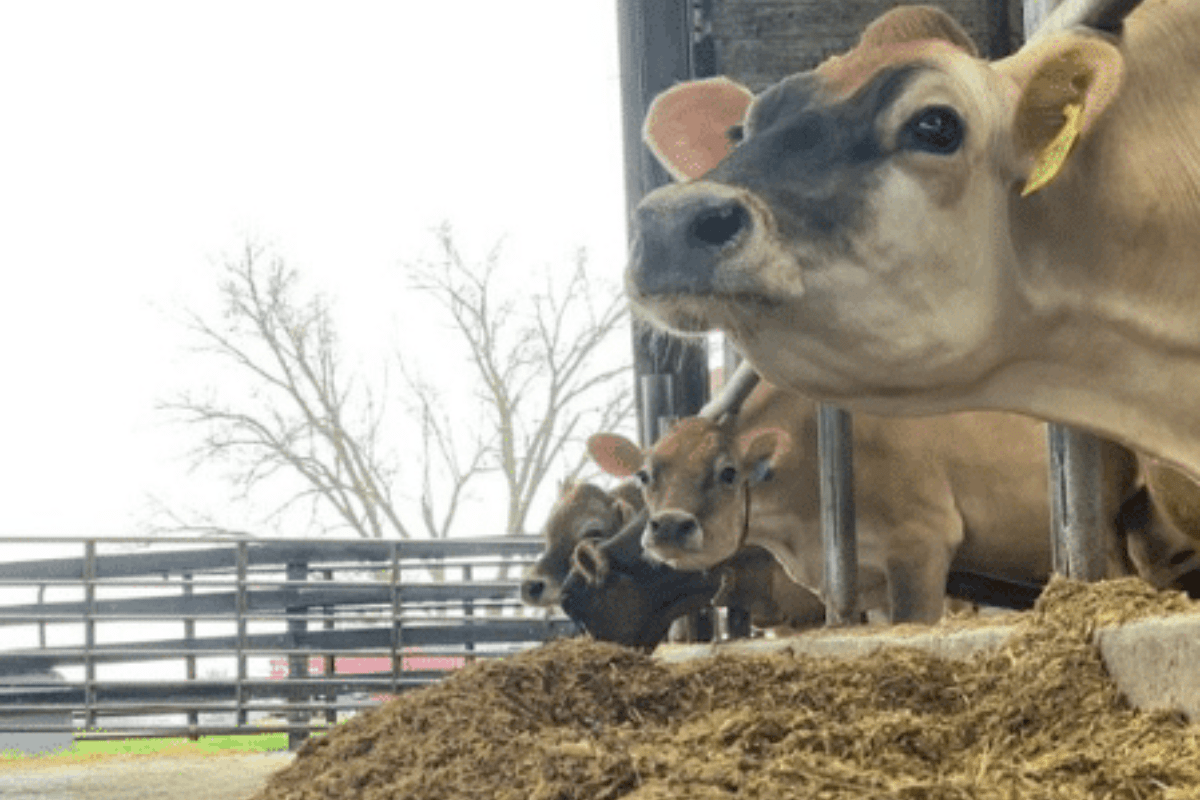 7 Ways to be Sustainable Like a Dairy Farmer