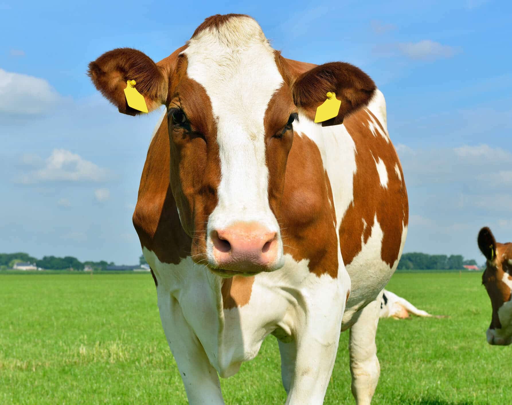 A Holstein dairy cow standing inside a field.