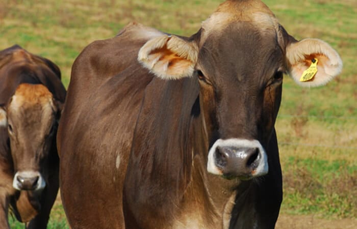 Brown swiss cow standing in a field