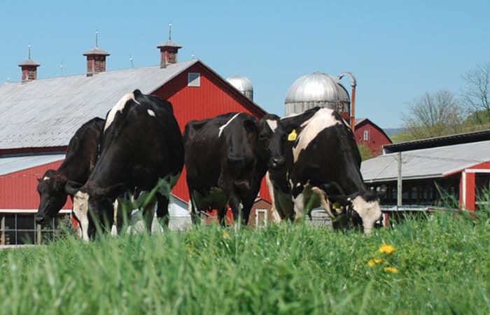 Cows grazing outside of a barn