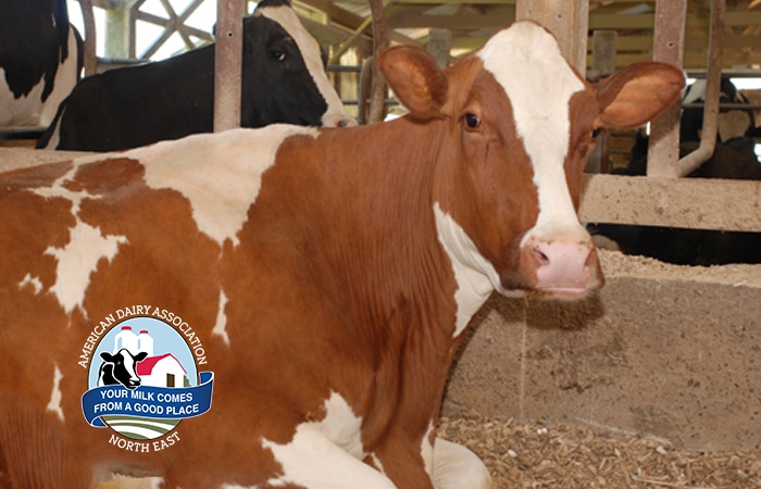 Red and White Cow with other cows in a barn.