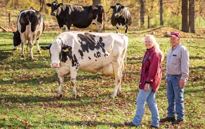 Old couple walking next to a group of cows