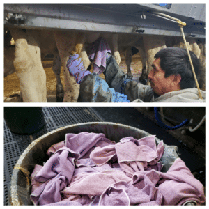 Dairy farmer using and washing reusable towels