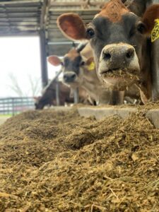 cows eating sustainable feed
