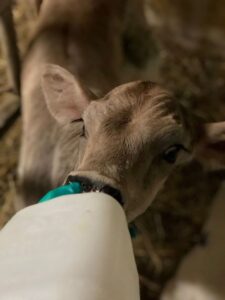 calf being bottle fed