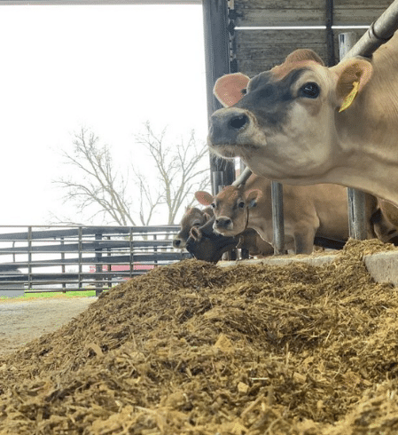 7 Ways to be Sustainable Like a Dairy Farmer